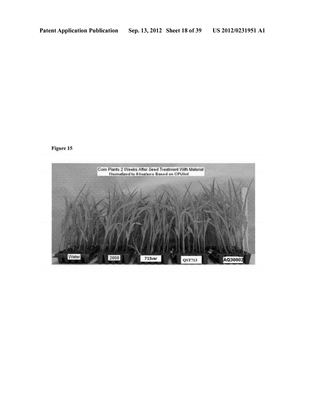 SANDPAPER MUTANTS OF BACILLUS AND METHODS OF THEIR USE TO ENHANCE PLANT     GROWTH, PROMOTE PLANT HEALTH AND CONTROL DISEASES AND PESTS - diagram, schematic, and image 19