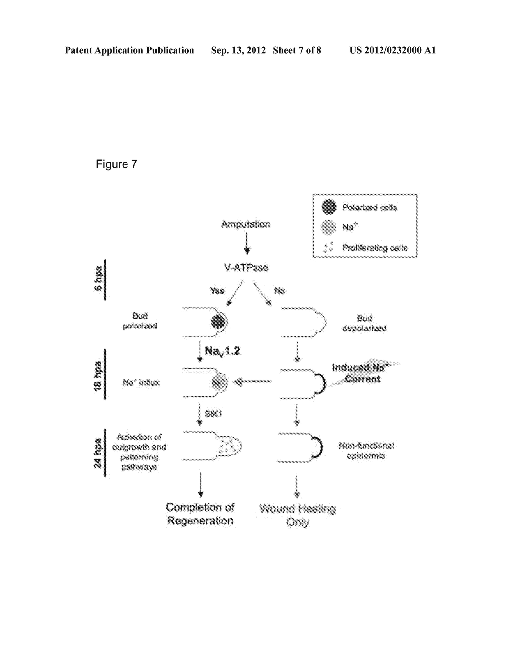 METHODS AND COMPOSITIONS FOR PROMOTING REGENERATION BY INCREASING     INTRACELLULAR SODIUM CONCENTRATION - diagram, schematic, and image 08