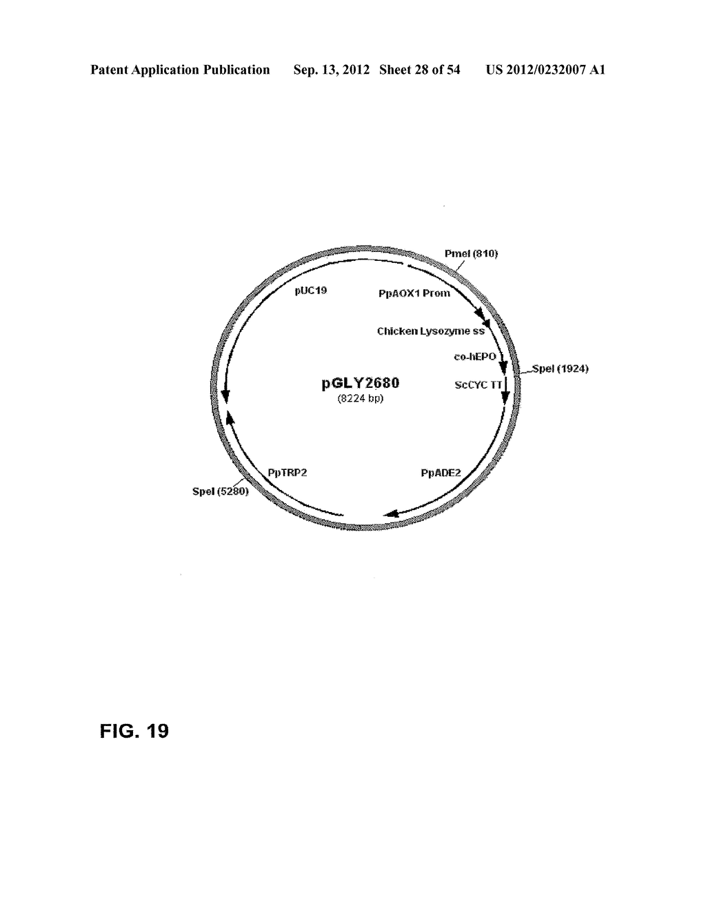 METHOD FOR PRODUCING PROTEINS IN PICHIA PASTORIS THAT LACK DETECTABLE     CROSS BINDING ACTIVITY TO ANTIBODIES AGAINST HOST CELL ANTIGENS - diagram, schematic, and image 29