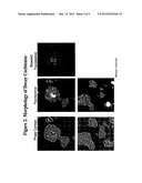 AMPHIPHILIC NUCLEOTIDE COCHLEATE COMPOSITIONS AND METHODS OF USING THE     SAME diagram and image