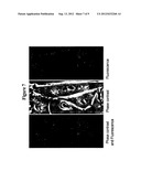 AMPHIPHILIC NUCLEOTIDE COCHLEATE COMPOSITIONS AND METHODS OF USING THE     SAME diagram and image