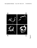 Look-Locker IR-SSFP for Cardiac MR Imaging with Simultaneous Generation of     Cardiac T1 Maps, Cine Images and IR-Prepared Images diagram and image