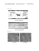 Martensitic Stainless Steel Produced by a Twin Roll Strip Casting Process     and Method for Manufacturing Same diagram and image