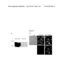 Incorporation of the B18R gene to enhance antitumor effect of virotherapy diagram and image