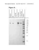 PROTEASE VARIANTS diagram and image