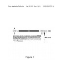 Therapeutic Compositions For The Treatment of HPV-Induced Diseases diagram and image
