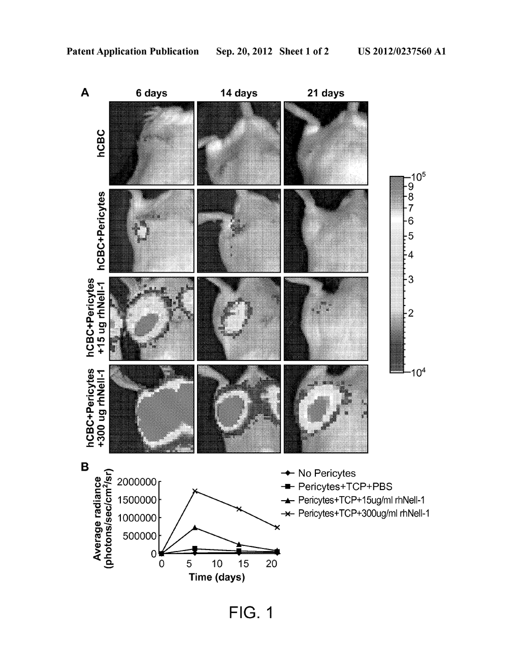 Cardiac Compositions - diagram, schematic, and image 02