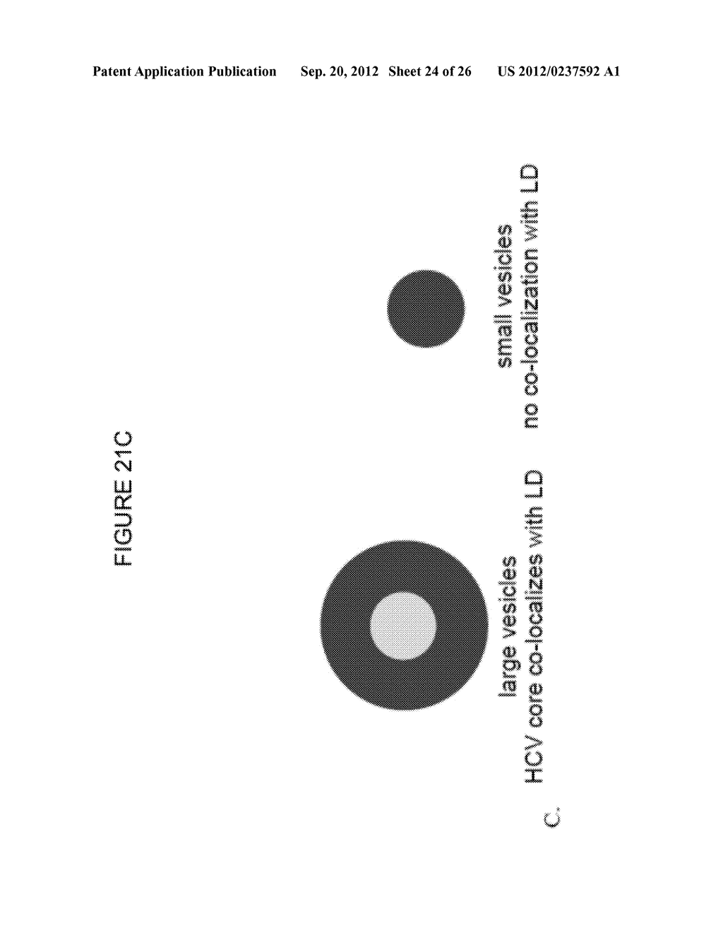 ENDOPLASMIC RETICULUM TARGETING LIPOSOMES - diagram, schematic, and image 25