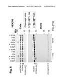 CHIMERIC PCSK9 PROTEINS, CELLS COMPRISING SAME, AND ASSAYS USING SAME diagram and image