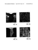 MESENCHYMAL STEM CELL AND THE METHOD OF USE THEREOF diagram and image