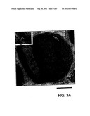 MESENCHYMAL STEM CELL AND THE METHOD OF USE THEREOF diagram and image