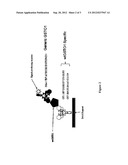 Glutathione S-Transferase Omega 1 Wild Type Specific Antibody diagram and image