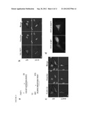 Light Controlled Protein Dimerization in Cells diagram and image