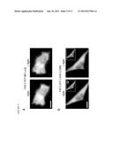 Light Controlled Protein Dimerization in Cells diagram and image