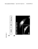 Light Controlled Protein Dimerization in Cells diagram and image