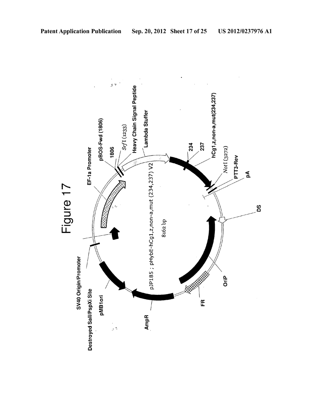 MAMMALIAN EXPRESSION VECTORS AND USES THEREOF - diagram, schematic, and image 18