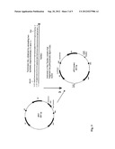 METHOD FOR PRODUCING AN L-CYSTEINE, L-CYSTINE, A DERIVATIVE OR PRECURSOR     THEREOF OR A MIXTURE THEREOF USING A BACTERIUM OF ENTEROBACTERIACEAE     FAMILY diagram and image