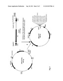 METHOD FOR PRODUCING AN L-CYSTEINE, L-CYSTINE, A DERIVATIVE OR PRECURSOR     THEREOF OR A MIXTURE THEREOF USING A BACTERIUM OF ENTEROBACTERIACEAE     FAMILY diagram and image