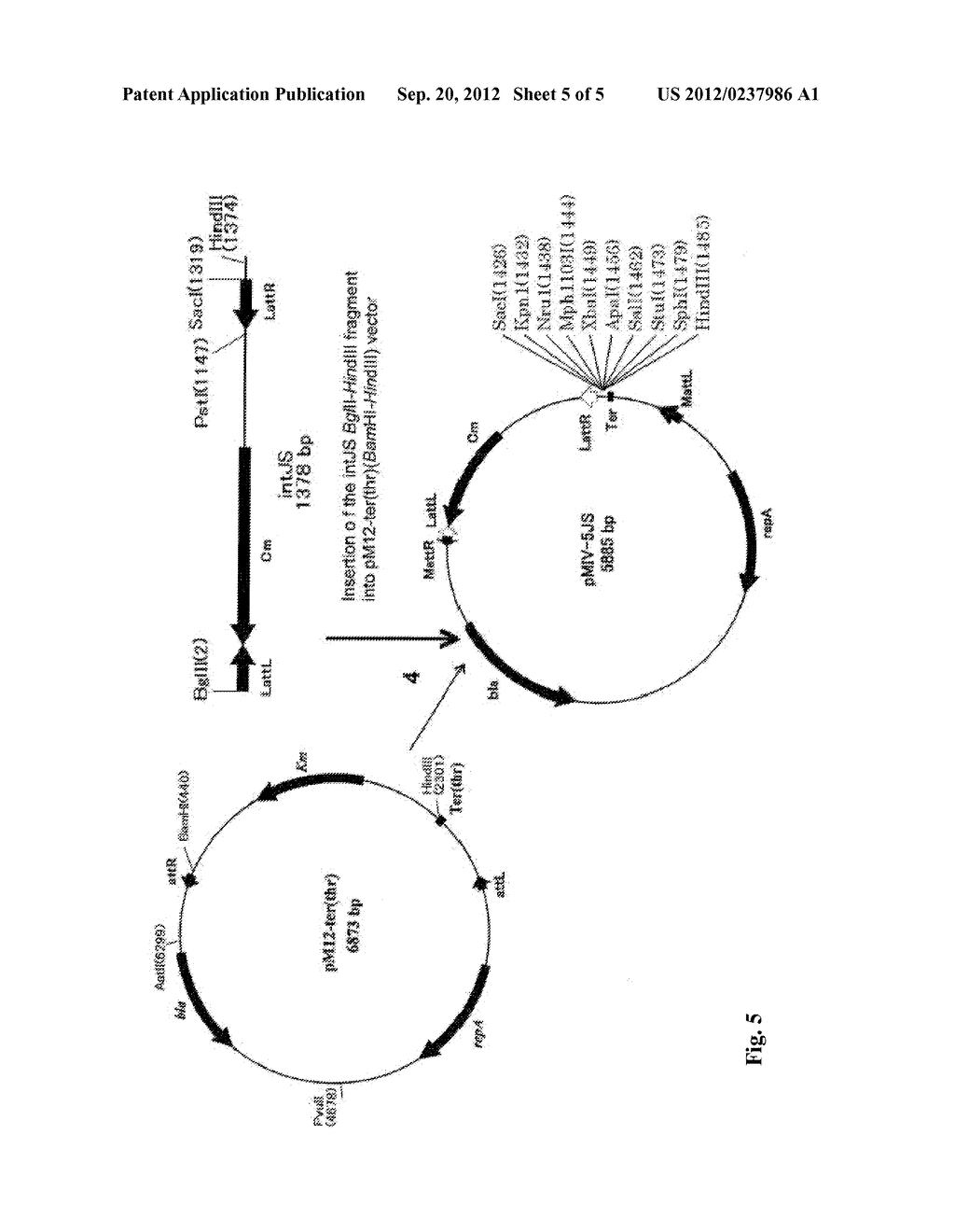 METHOD FOR PRODUCING AN L-CYSTEINE, L-CYSTINE, A DERIVATIVE OR PRECURSOR     THEREOF OR A MIXTURE THEREOF USING A BACTERIUM OF ENTEROBACTERIACEAE     FAMILY - diagram, schematic, and image 06