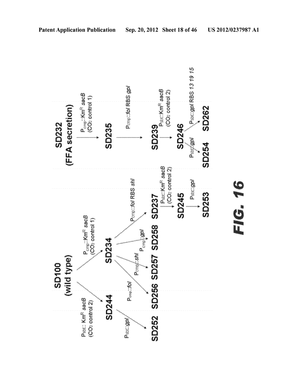 BACTERIUM FOR PRODUCTION OF FATTY ACIDS - diagram, schematic, and image 19