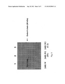 FUSION PARTNER FOR PRODUCTION OF MONOCLONAL RABBIT ANTIBODIES diagram and image