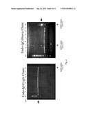 FUSION PARTNER FOR PRODUCTION OF MONOCLONAL RABBIT ANTIBODIES diagram and image