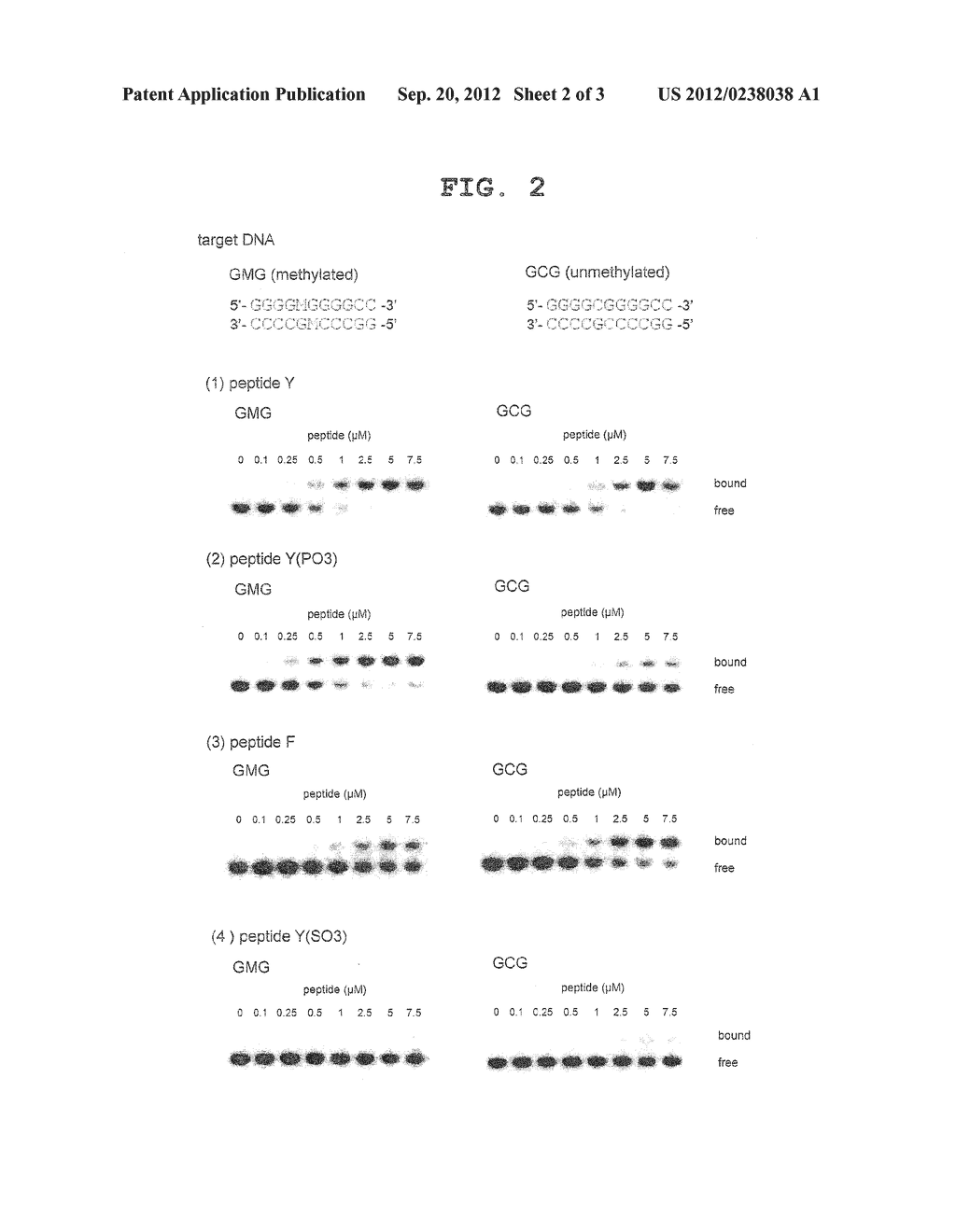 PEPTIDE BINDING TO METHYLATED DNA - diagram, schematic, and image 03