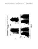 REGULATION OF EPITHELIAL TISSUE BY HEDGEHOG-LIKE POLYPEPTIDES, AND     FORMULATIONS AND USES RELATED THERETO diagram and image