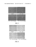 METHOD FOR INHIBITING ACTIVATION OF MACROPHAGES diagram and image