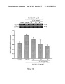 METHOD FOR INHIBITING ACTIVATION OF MACROPHAGES diagram and image