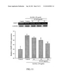 METHOD FOR INHIBITING ACTIVATION OF MACROPHAGES diagram and image