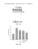 METHOD FOR INHIBITING ACTIVATION OF MACROPHAGES diagram and image