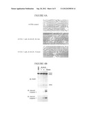 DIAZENIUMDIOLATED COMPOUNDS, PHARMACEUTICAL COMPOSITIONS, AND METHOD OF     TREATING CANCER diagram and image