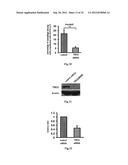 USE OF CELL AUTOPHAGY (TYPE II CELL APOPTOSIS) INHIBITORS diagram and image