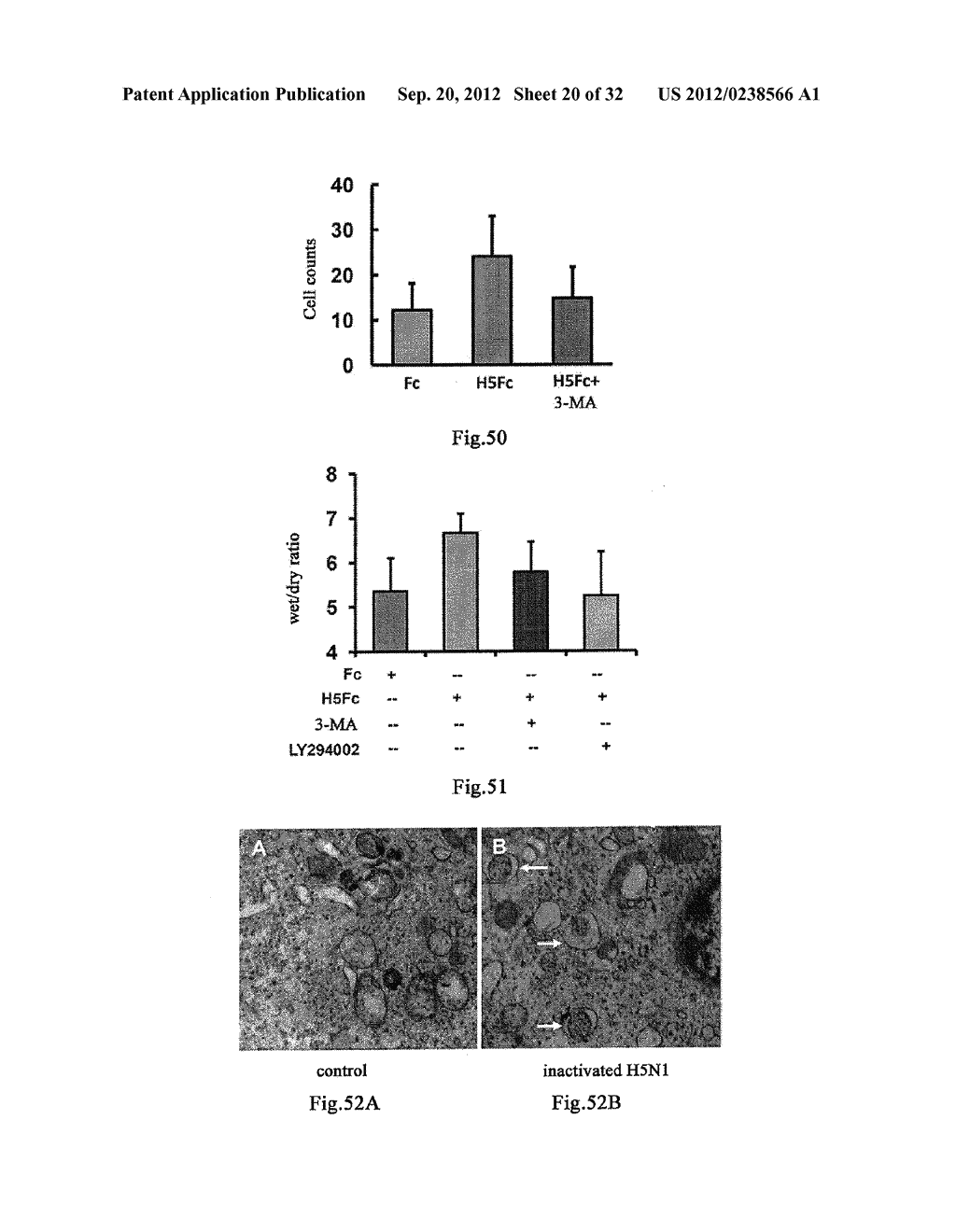 USE OF CELL AUTOPHAGY (TYPE II CELL APOPTOSIS) INHIBITORS - diagram, schematic, and image 21