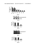 USE OF CELL AUTOPHAGY (TYPE II CELL APOPTOSIS) INHIBITORS diagram and image