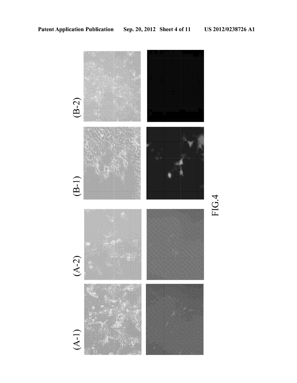 Mutant blue fluorescent protein and method of using the same for     fluorescence resonance energy transfer and blue fluorescent fish - diagram, schematic, and image 05