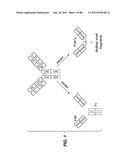 MULTIVALENT ANTIBODIES AND USES THEREFOR diagram and image