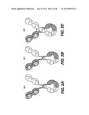 MULTIVALENT ANTIBODIES AND USES THEREFOR diagram and image