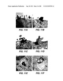 MULTIVALENT ANTIBODIES AND USES THEREFOR diagram and image