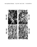 MULTIVALENT ANTIBODIES AND USES THEREFOR diagram and image