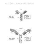 MULTIVALENT ANTIBODIES AND USES THEREFOR diagram and image