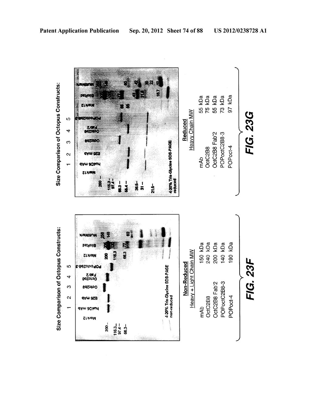 MULTIVALENT ANTIBODIES AND USES THEREFOR - diagram, schematic, and image 75