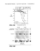 MULTIVALENT ANTIBODIES AND USES THEREFOR diagram and image