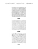 OIL EXTRACTION FROM MICROALGAE diagram and image