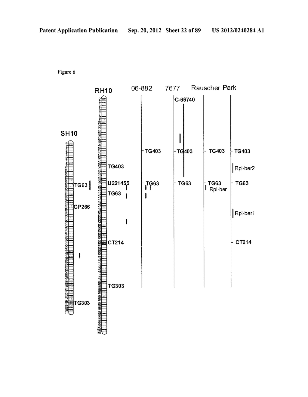 CLONING AND EXPLOITATION OF A FUNCTIONAL R-GENE FROM SOLANUM CHACOENSE - diagram, schematic, and image 23