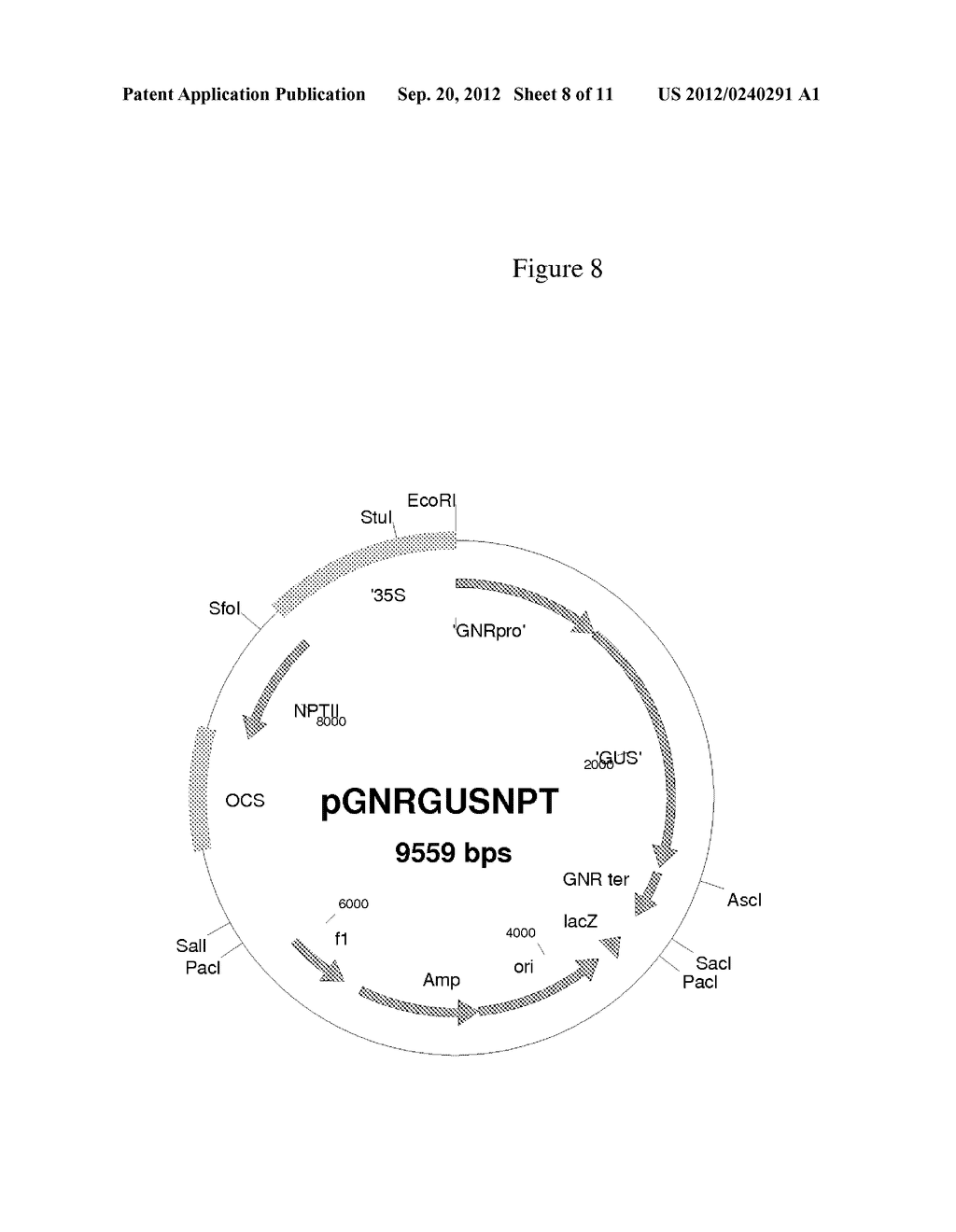 Regulatory regions preferentially expressing in non-pollen plant tissue - diagram, schematic, and image 09