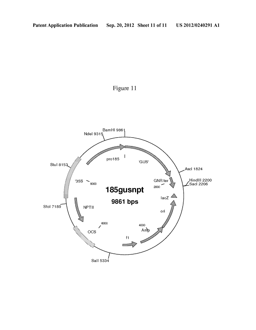 Regulatory regions preferentially expressing in non-pollen plant tissue - diagram, schematic, and image 12