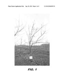 Apple tree,  CN B60  diagram and image