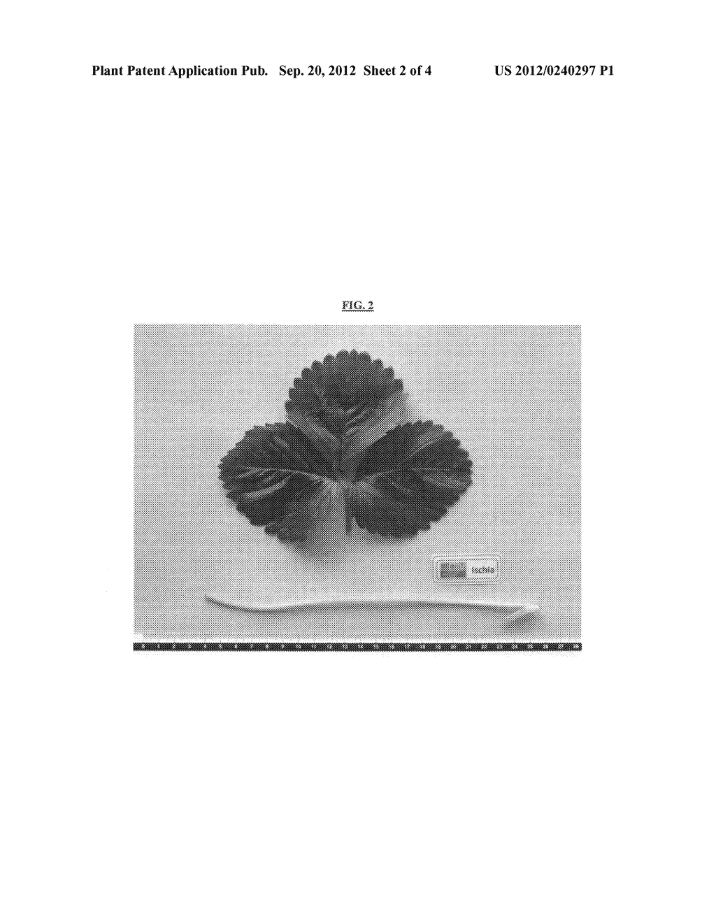 Strawberry plant named 'Ischia' - diagram, schematic, and image 04